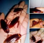 Tiểu cường là gì? Tại sao gián lại được gọi là Tiểu cường