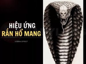 HIỆU ỨNG "RẮN HỔ MANG" (COBRA EFFECT)